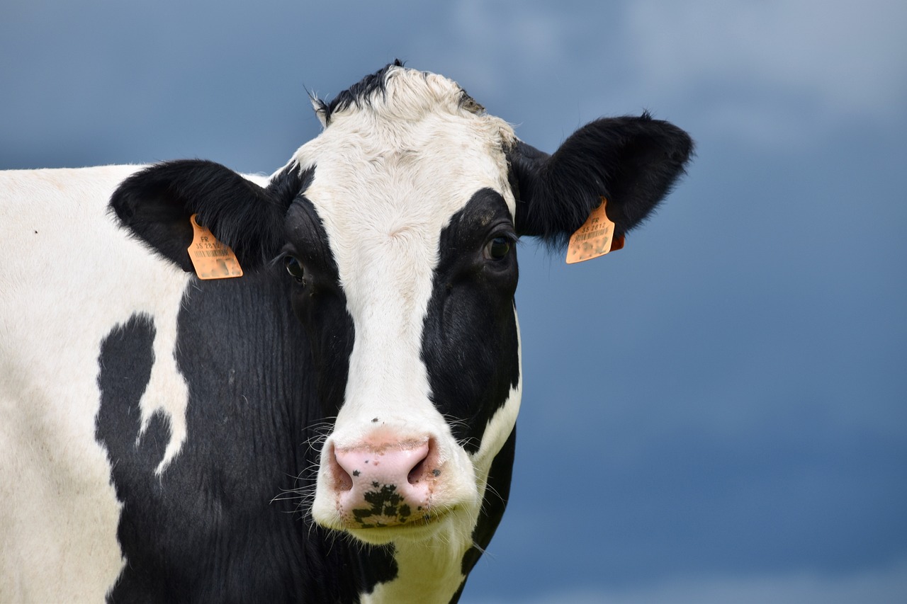 cow-g670f3241c_1280.jpg BVD