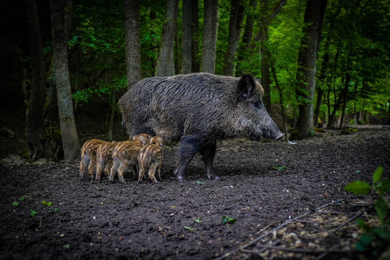 wild-boar-g74748e8b5_1280.jpg Javalí PPA