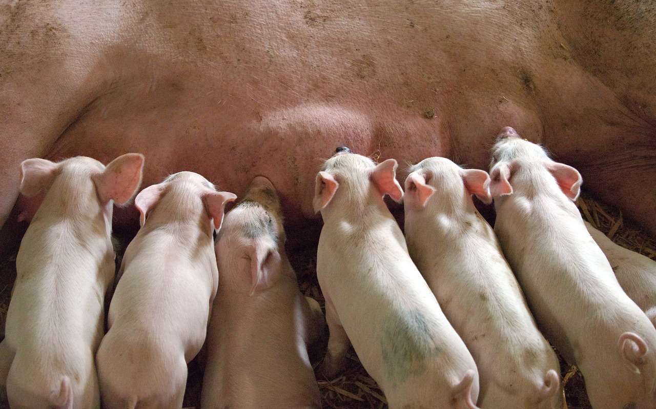 piglet-g9ea533ff5_1280.jpg Cerda lactante